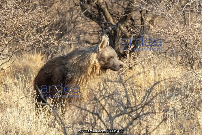 : Afrique, Namibie, Reserve privee, Hyene brune (Parahyaena : Afrique, Namibie, Reserve privee, Hyene brune (Parahyaena