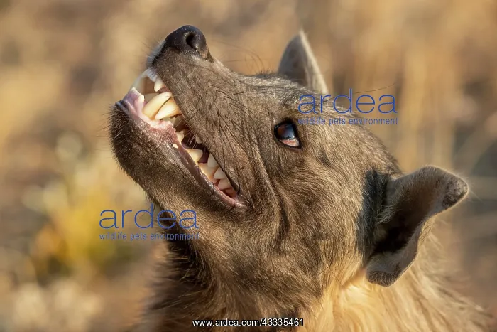 : Afrique, Namibie, Reserve privee, Hyene brune (Parahyaena : Afrique, Namibie, Reserve privee, Hyene brune (Parahyaena