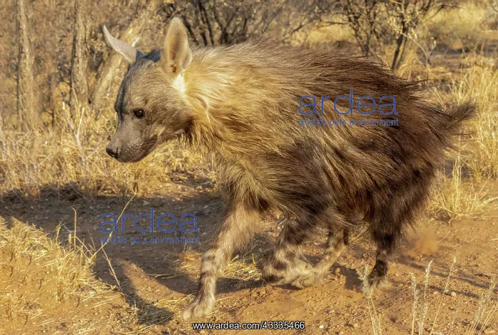 : Afrique, Namibie, Reserve privee, Hyene brune (Parahyaena : Afrique, Namibie, Reserve privee, Hyene brune (Parahyaena