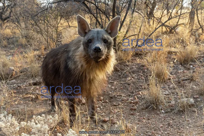 : Afrique, Namibie, Reserve privee, Hyene brune (Parahyaena : Afrique, Namibie, Reserve privee, Hyene brune (Parahyaena