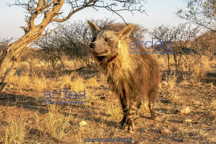 : Afrique, Namibie, Reserve privee, Hyene brune (Parahyaena : Afrique, Namibie, Reserve privee, Hyene brune (Parahyaena