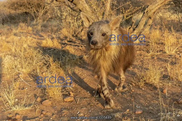 : Afrique, Namibie, Reserve privee, Hyene brune (Parahyaena : Afrique, Namibie, Reserve privee, Hyene brune (Parahyaena