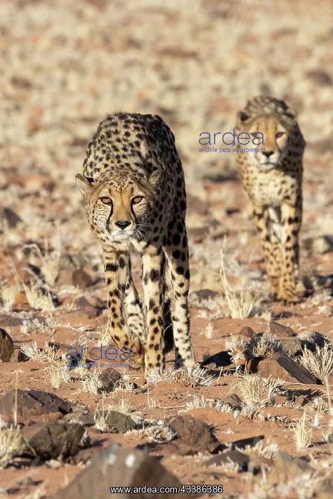 : Afrique, Namibie, Reserve privee, Guepard (Acinonyx : Afrique, Namibie, Reserve privee, Guepard (Acinonyx