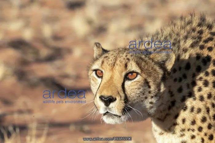 : Afrique, Namibie, Reserve privee, Guepard (Acinonyx : Afrique, Namibie, Reserve privee, Guepard (Acinonyx