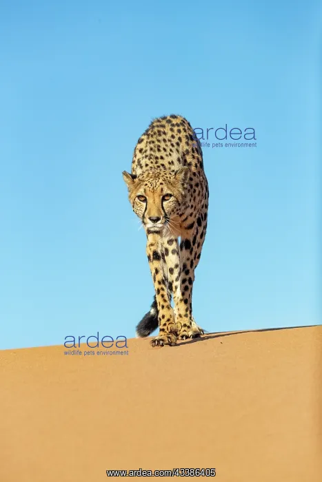 : Afrique, Namibie, Reserve privee, Guepard (Acinonyx : Afrique, Namibie, Reserve privee, Guepard (Acinonyx