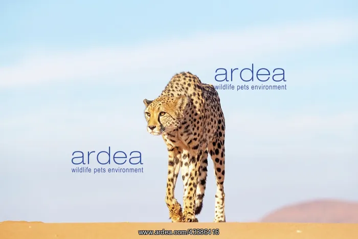 : Afrique, Namibie, Reserve privee, Guepard (Acinonyx : Afrique, Namibie, Reserve privee, Guepard (Acinonyx