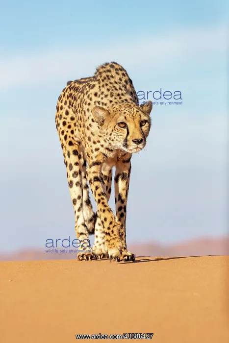  : Afrique, Namibie, Reserve privee, Guepard (Acinonyx