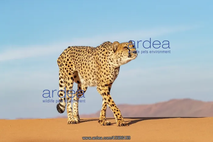 : Afrique, Namibie, Reserve privee, Guepard (Acinonyx : Afrique, Namibie, Reserve privee, Guepard (Acinonyx