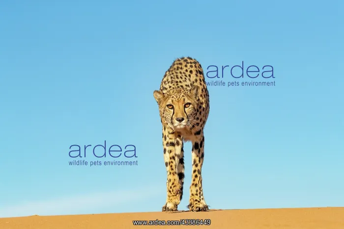 : Afrique, Namibie, Reserve privee, Guepard (Acinonyx : Afrique, Namibie, Reserve privee, Guepard (Acinonyx