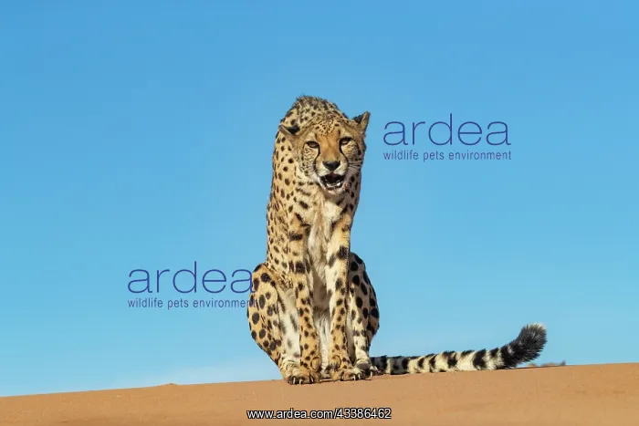 : Afrique, Namibie, Reserve privee, Guepard (Acinonyx : Afrique, Namibie, Reserve privee, Guepard (Acinonyx