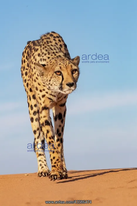 : Afrique, Namibie, Reserve privee, Guepard (Acinonyx : Afrique, Namibie, Reserve privee, Guepard (Acinonyx