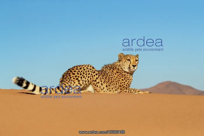 : Afrique, Namibie, Reserve privee, Guepard (Acinonyx : Afrique, Namibie, Reserve privee, Guepard (Acinonyx