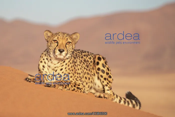 : Afrique, Namibie, Reserve privee, Guepard (Acinonyx : Afrique, Namibie, Reserve privee, Guepard (Acinonyx
