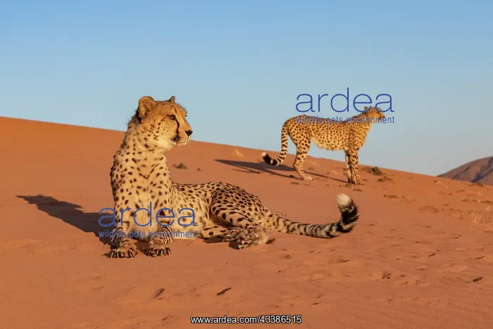  : Afrique, Namibie, Reserve privee, Guepard (Acinonyx