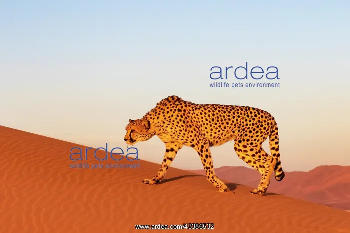 : Afrique, Namibie, Reserve privee, Guepard (Acinonyx : Afrique, Namibie, Reserve privee, Guepard (Acinonyx
