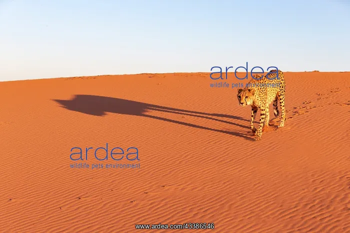 : Afrique, Namibie, Reserve privee, Guepard (Acinonyx : Afrique, Namibie, Reserve privee, Guepard (Acinonyx