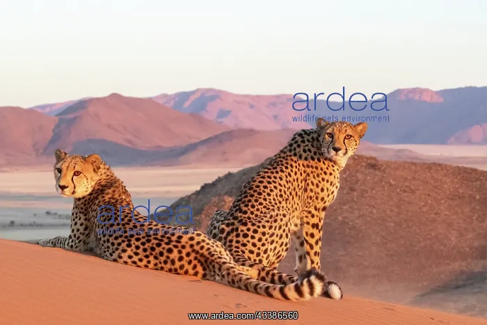 : Afrique, Namibie, Reserve privee, Guepard (Acinonyx : Afrique, Namibie, Reserve privee, Guepard (Acinonyx
