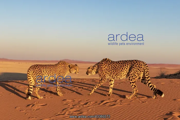 : Afrique, Namibie, Reserve privee, Guepard (Acinonyx : Afrique, Namibie, Reserve privee, Guepard (Acinonyx