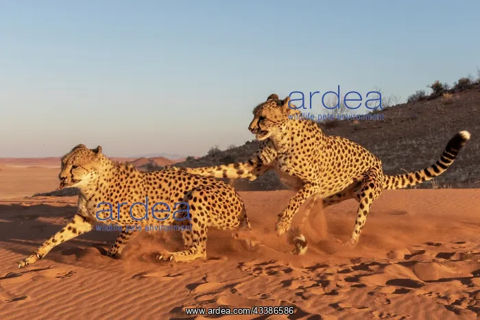 : Afrique, Namibie, Reserve privee, Guepard (Acinonyx : Afrique, Namibie, Reserve privee, Guepard (Acinonyx
