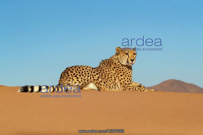  : Afrique, Namibie, Reserve privee, Guepard (Acinonyx