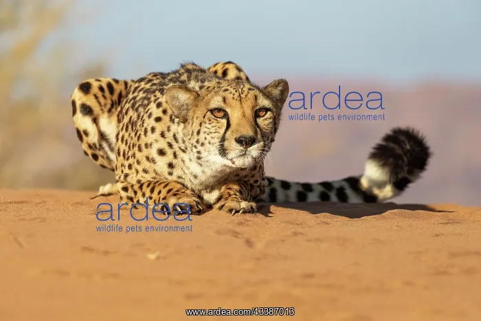  : Afrique, Namibie, Reserve privee, Guepard (Acinonyx