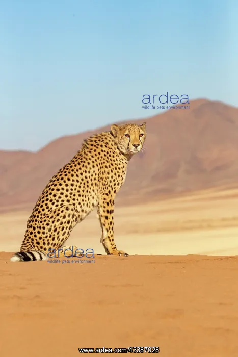 : Afrique, Namibie, Reserve privee, Guepard (Acinonyx : Afrique, Namibie, Reserve privee, Guepard (Acinonyx