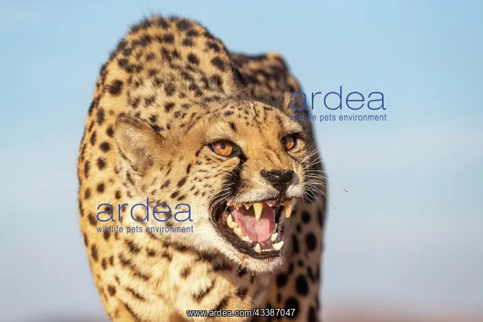  : Afrique, Namibie, Reserve privee, Guepard (Acinonyx