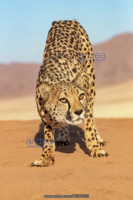  : Afrique, Namibie, Reserve privee, Guepard (Acinonyx