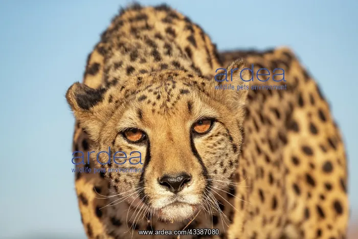  : Afrique, Namibie, Reserve privee, Guepard (Acinonyx