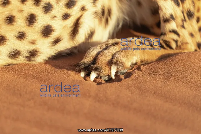 : Afrique, Namibie, Reserve privee, Guepard (Acinonyx : Afrique, Namibie, Reserve privee, Guepard (Acinonyx