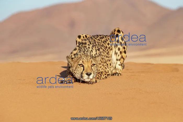  : Afrique, Namibie, Reserve privee, Guepard (Acinonyx