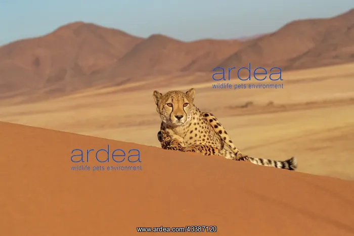 : Afrique, Namibie, Reserve privee, Guepard (Acinonyx : Afrique, Namibie, Reserve privee, Guepard (Acinonyx