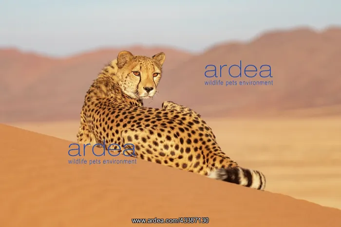  : Afrique, Namibie, Reserve privee, Guepard (Acinonyx