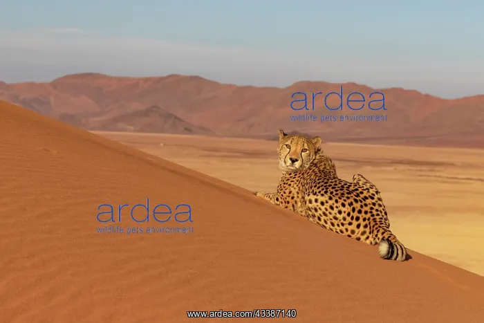  : Afrique, Namibie, Reserve privee, Guepard (Acinonyx