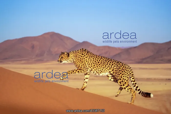 : Afrique, Namibie, Reserve privee, Guepard (Acinonyx : Afrique, Namibie, Reserve privee, Guepard (Acinonyx