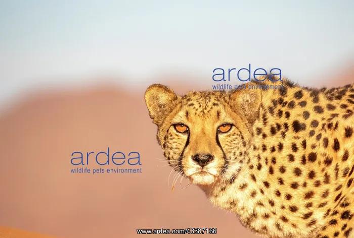 : Afrique, Namibie, Reserve privee, Guepard (Acinonyx : Afrique, Namibie, Reserve privee, Guepard (Acinonyx