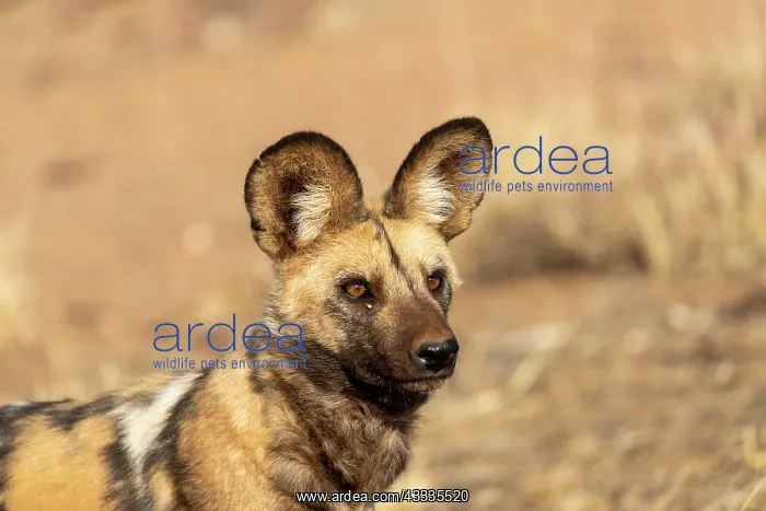 : Afrique, Namibie, Reserve privee, Lycaon (Lycaon : Afrique, Namibie, Reserve privee, Lycaon (Lycaon