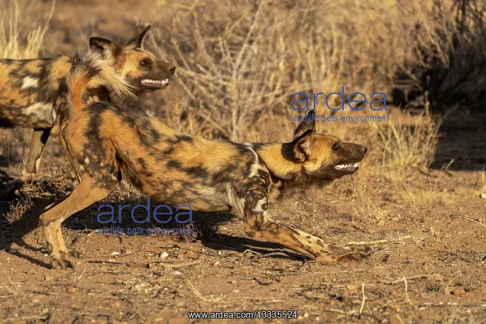 : Afrique, Namibie, Reserve privee, Lycaon (Lycaon : Afrique, Namibie, Reserve privee, Lycaon (Lycaon