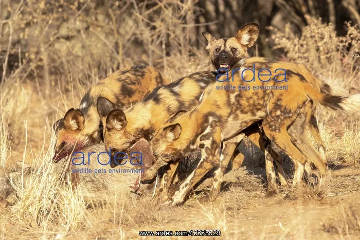 : Afrique, Namibie, Reserve privee, Lycaon (Lycaon : Afrique, Namibie, Reserve privee, Lycaon (Lycaon