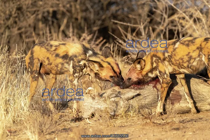 : Afrique, Namibie, Reserve privee, Lycaon (Lycaon : Afrique, Namibie, Reserve privee, Lycaon (Lycaon