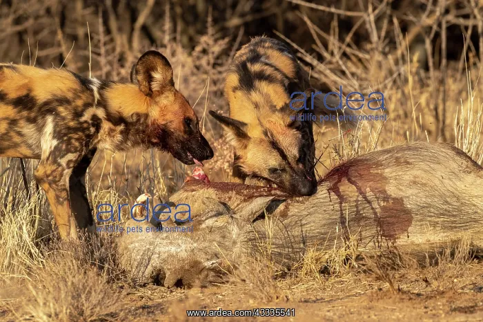 : Afrique, Namibie, Reserve privee, Lycaon (Lycaon : Afrique, Namibie, Reserve privee, Lycaon (Lycaon