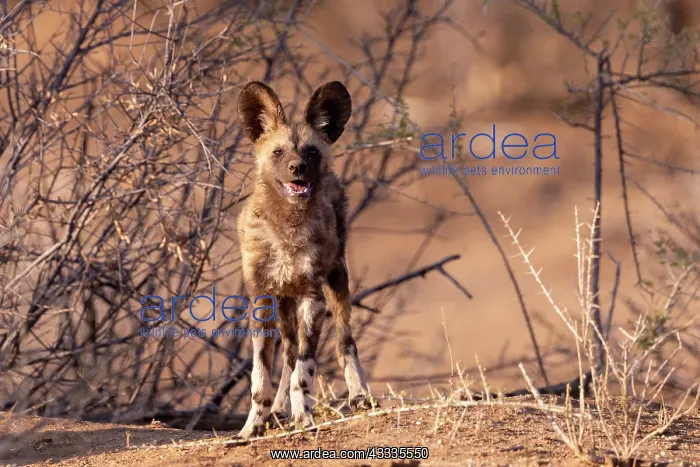: Afrique, Namibie, Reserve privee, Lycaon (Lycaon : Afrique, Namibie, Reserve privee, Lycaon (Lycaon