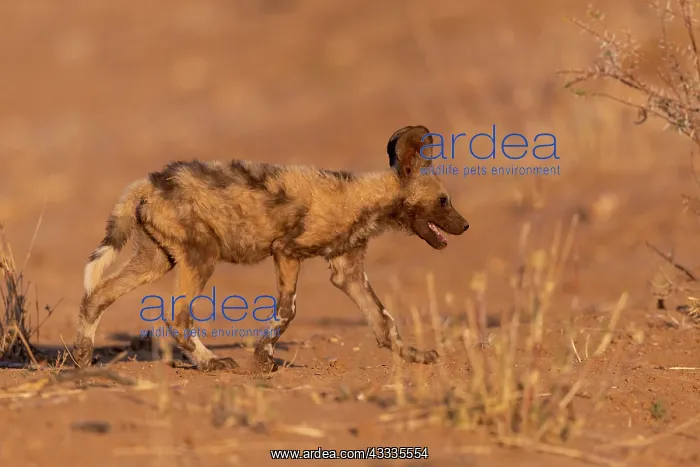  : Afrique, Namibie, Reserve privee, Lycaon (Lycaon