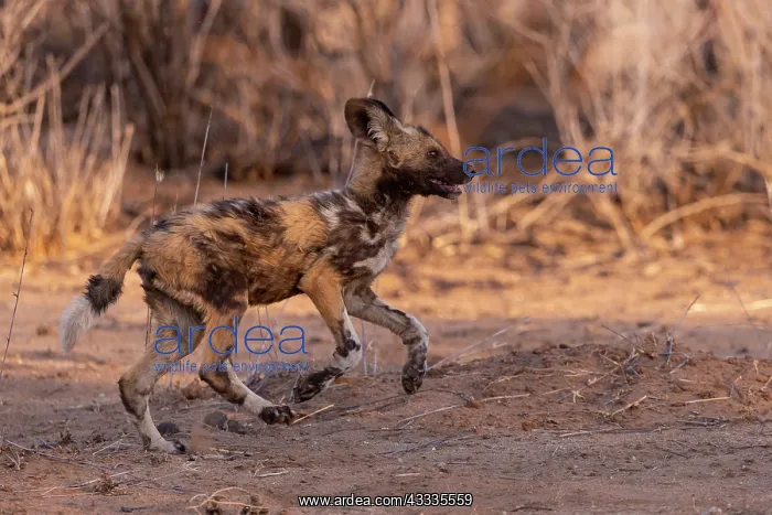 : Afrique, Namibie, Reserve privee, Lycaon (Lycaon : Afrique, Namibie, Reserve privee, Lycaon (Lycaon