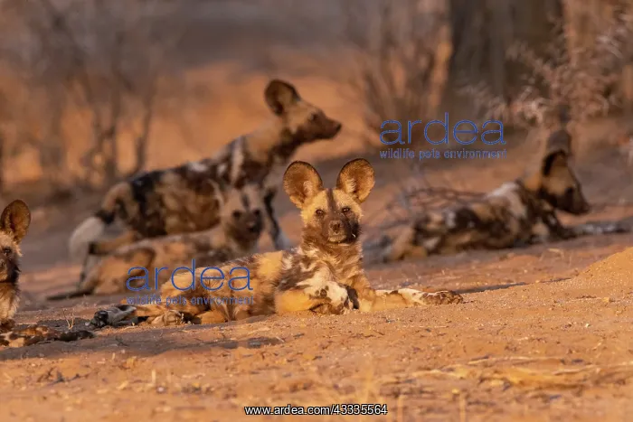 : Afrique, Namibie, Reserve privee, Lycaon (Lycaon : Afrique, Namibie, Reserve privee, Lycaon (Lycaon