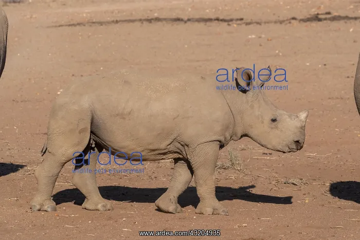  : Afrique, Namibie, Reserve privee, Rhinoceros blanc