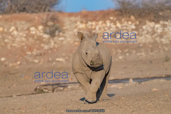 : Afrique, Namibie, Reserve privee, Rhinoceros blanc
