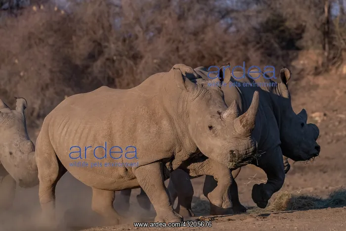 : Afrique, Namibie, Reserve privee, Rhinoceros blanc : Afrique, Namibie, Reserve privee, Rhinoceros blanc