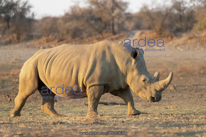 : Afrique, Namibie, Reserve privee, Rhinoceros blanc : Afrique, Namibie, Reserve privee, Rhinoceros blanc
