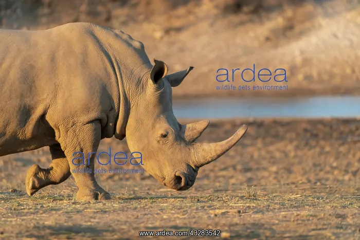 : Afrique, Namibie, Reserve privee, Rhinoceros blanc